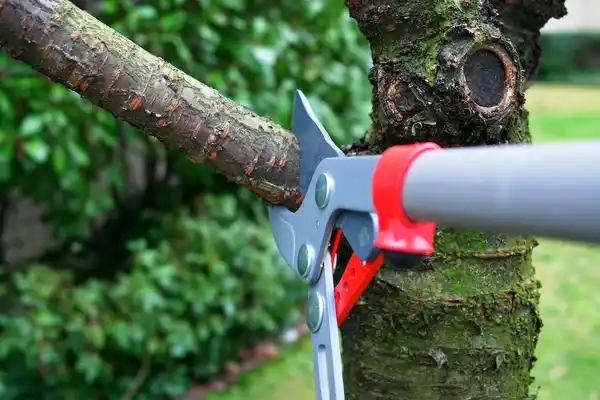 tree services Bolivar Peninsula